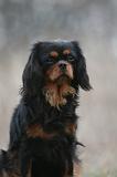CAVALIER KING CHARLES 808
